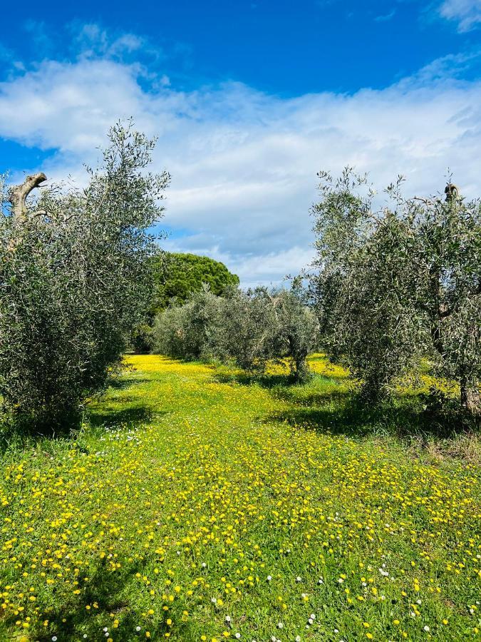 B&B Valle D'Oro Ansedonia Bagian luar foto